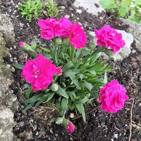 아파트 Sattlehnerhof