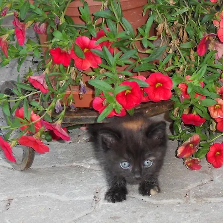 Sattlehnerhof 람자우 암 다흐스타인