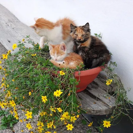 Lägenhet Sattlehnerhof Ramsau am Dachstein