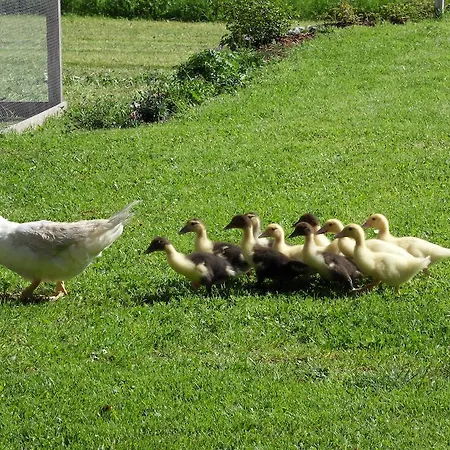 아파트 Sattlehnerhof