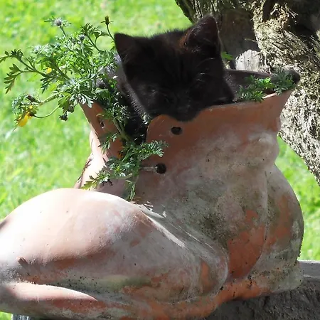 아파트 Sattlehnerhof *