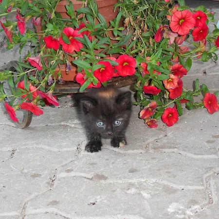 아파트 Sattlehnerhof *