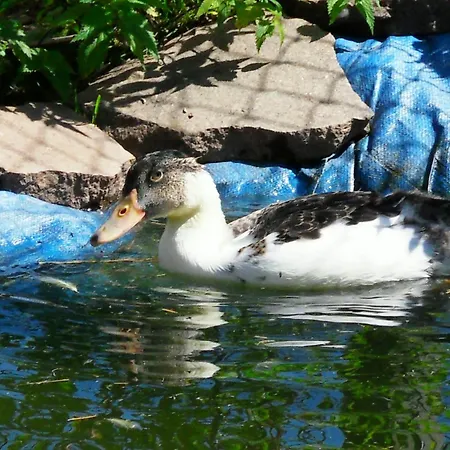 Sattlehnerhof 람자우 암 다흐스타인