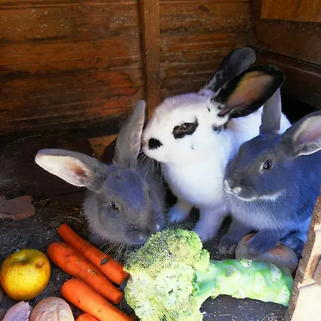 Lägenhet Sattlehnerhof *