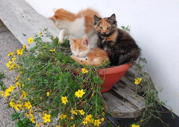 Appartamento Sattlehnerhof Ramsau am Dachstein