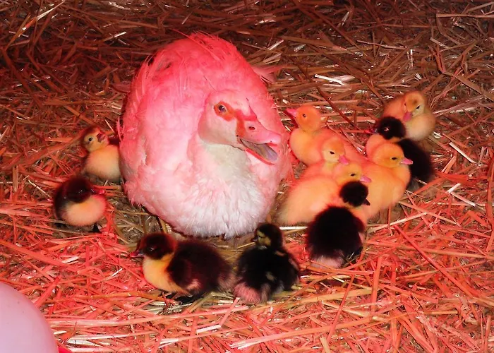 Appartamento Sattlehnerhof *