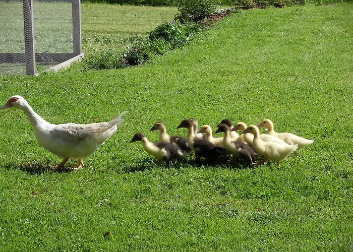 Appartamento Sattlehnerhof