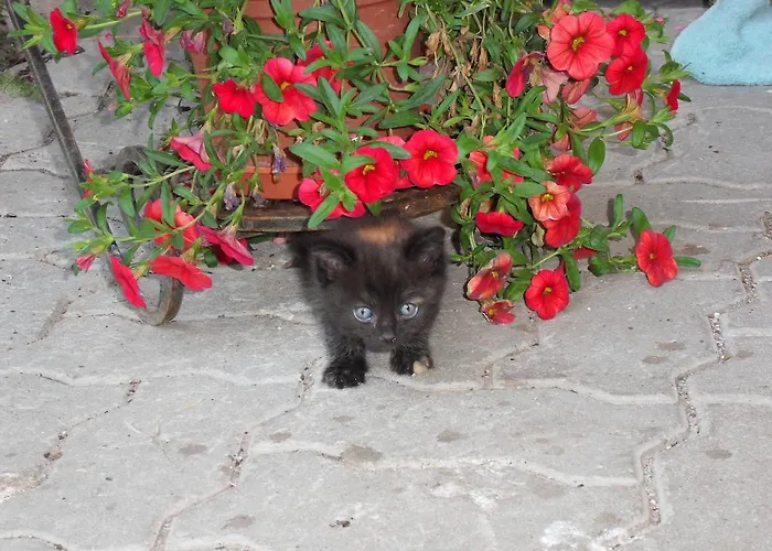 Appartamento Sattlehnerhof *