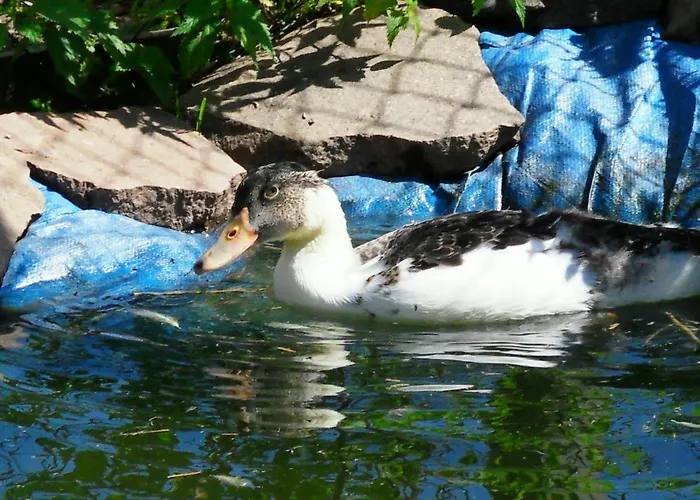 Sattlehnerhof Ramsau am Dachstein